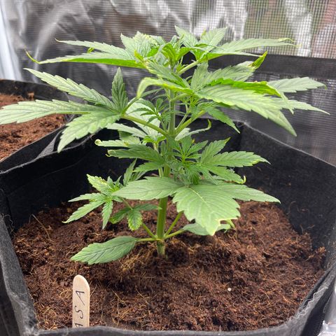 Mufasa growlog timeline photo