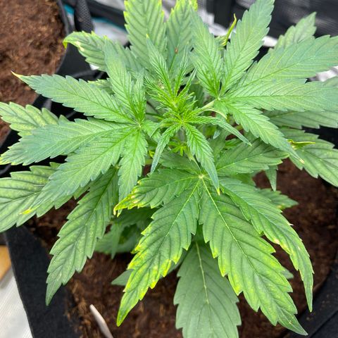 Mufasa growlog timeline photo