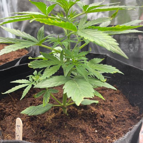 Mufasa growlog timeline photo