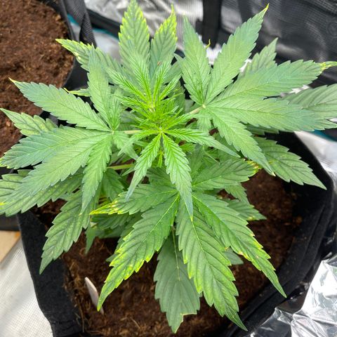 Mufasa growlog timeline photo