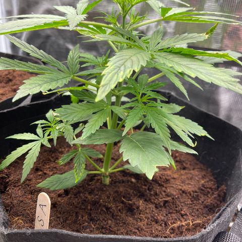 Mufasa growlog timeline photo