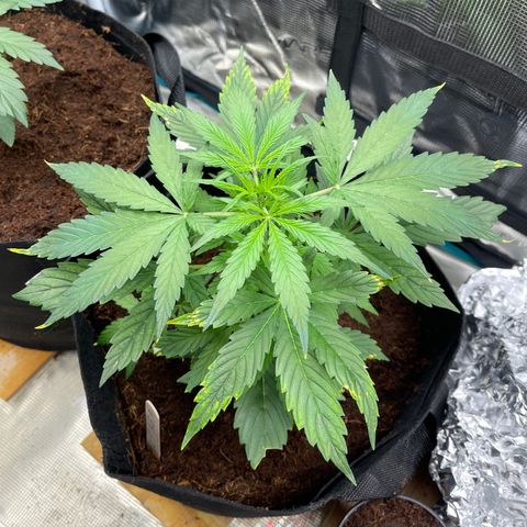 Mufasa growlog timeline photo