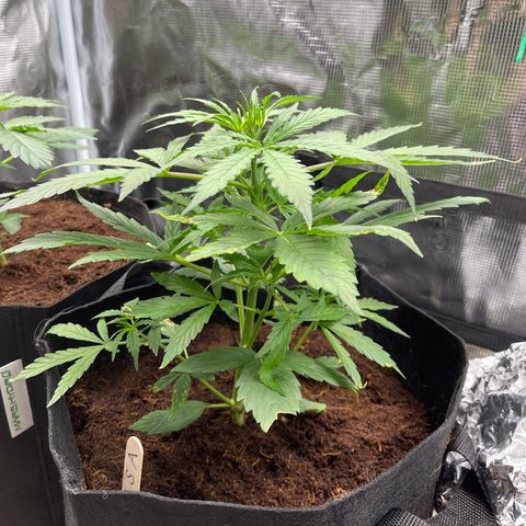 Mufasa growlog timeline photo