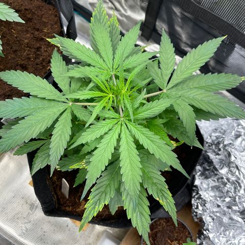 Mufasa growlog timeline photo