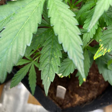 Mufasa growlog timeline photo