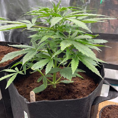 Mufasa growlog timeline photo