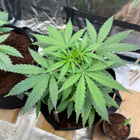 Mufasa growlog timeline photo