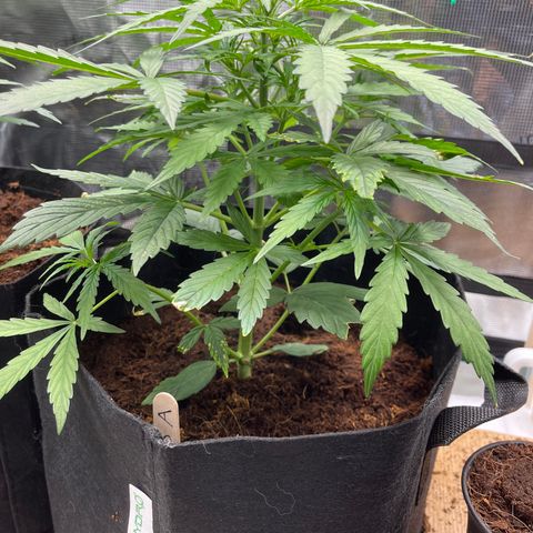 Mufasa growlog timeline photo