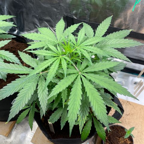 Mufasa growlog timeline photo