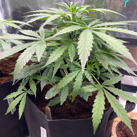 Mufasa growlog timeline photo