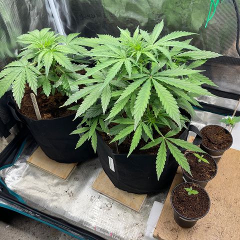 Mufasa growlog timeline photo