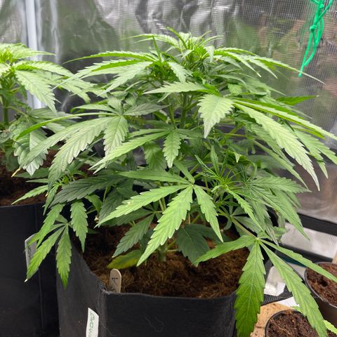 Mufasa growlog timeline photo