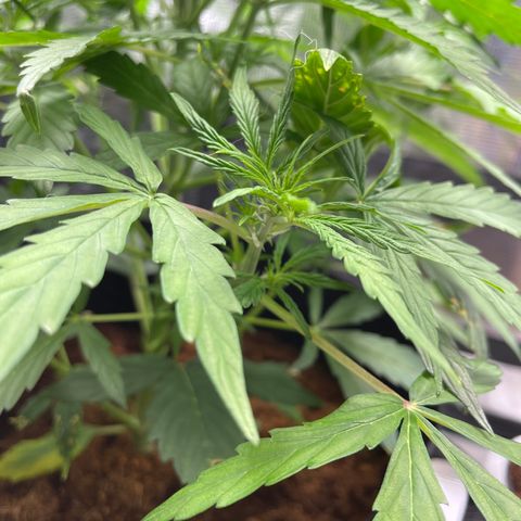 Mufasa growlog timeline photo