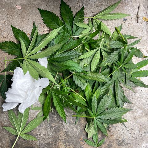 Mufasa growlog photo: Trim