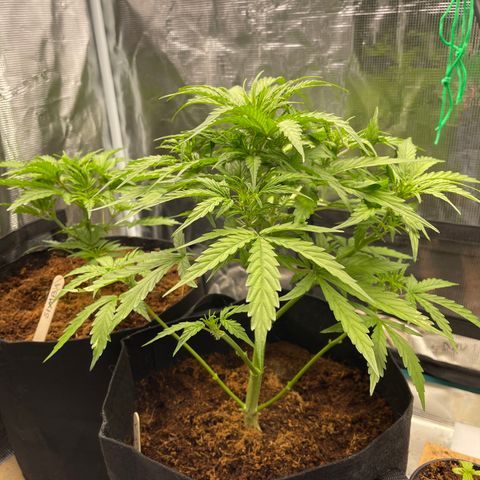 Mufasa growlog timeline photo