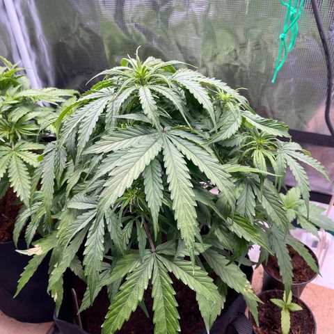 Mufasa growlog timeline photo