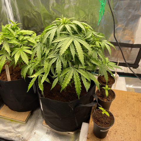 Mufasa growlog timeline photo