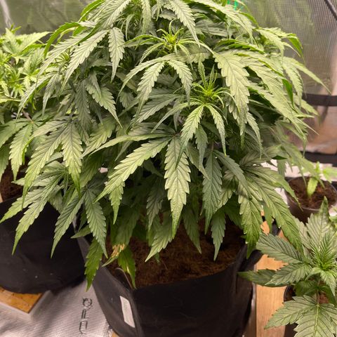 Mufasa growlog timeline photo