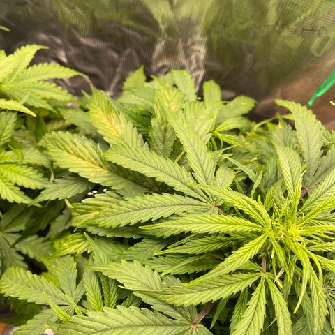 Mufasa growlog timeline photo