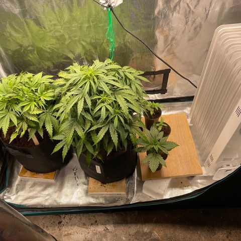Mufasa growlog timeline photo