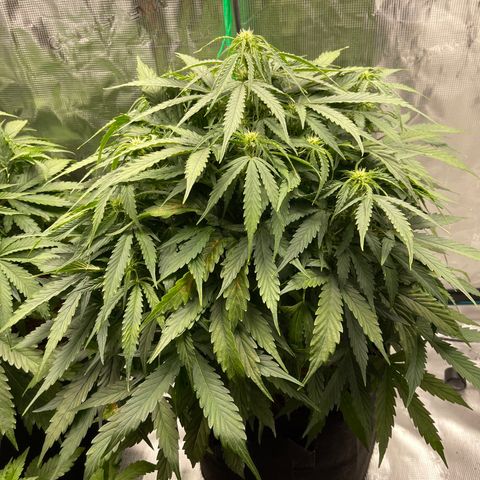 Mufasa growlog timeline photo
