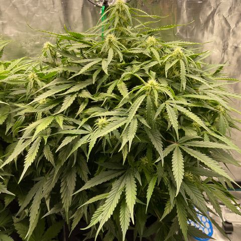 Mufasa growlog timeline photo