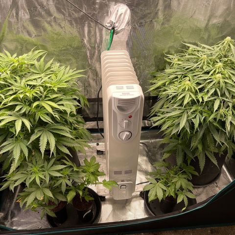 Mufasa growlog timeline photo