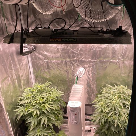 Mufasa growlog timeline photo