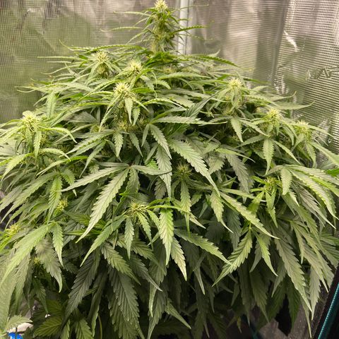 Mufasa growlog timeline photo