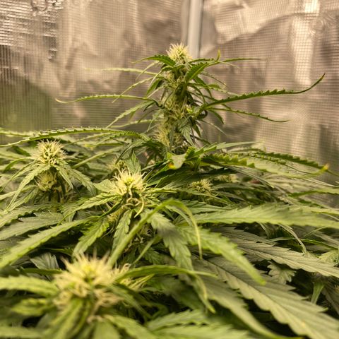 Mufasa growlog timeline photo