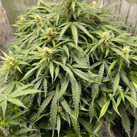 Mufasa growlog timeline photo