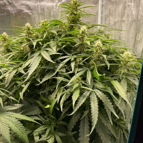Mufasa growlog timeline photo