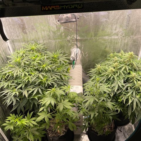 Mufasa growlog timeline photo
