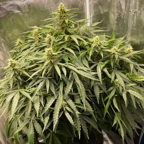 Mufasa growlog timeline photo