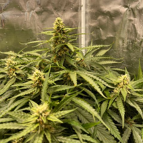 Mufasa growlog timeline photo