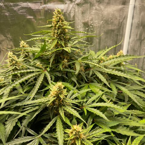 Mufasa growlog timeline photo