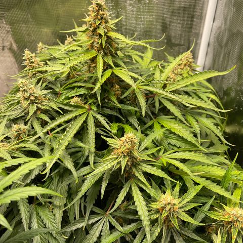 Mufasa growlog timeline photo