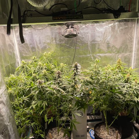 Mufasa growlog timeline photo