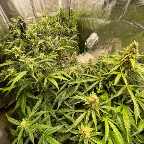 Mufasa growlog timeline photo