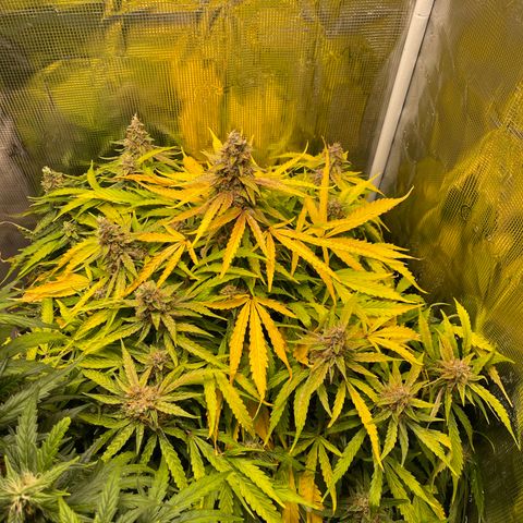 Mufasa growlog timeline photo