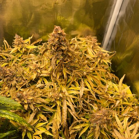 Mufasa growlog timeline photo
