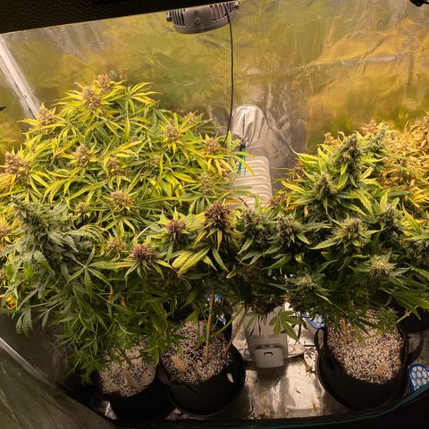 Mufasa growlog timeline photo