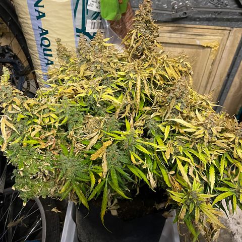 Mufasa growlog timeline photo