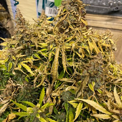 Mufasa growlog timeline photo