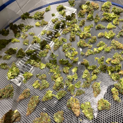 Mufasa growlog photo: 235g
