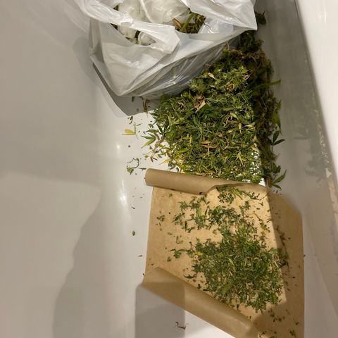 Mufasa growlog photo: 235g