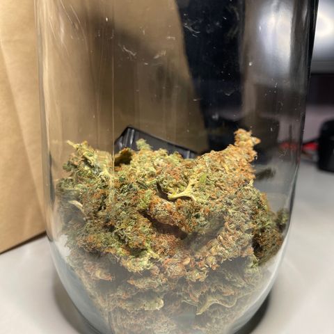 Mufasa growlog photo: Drying finished, curing begins.