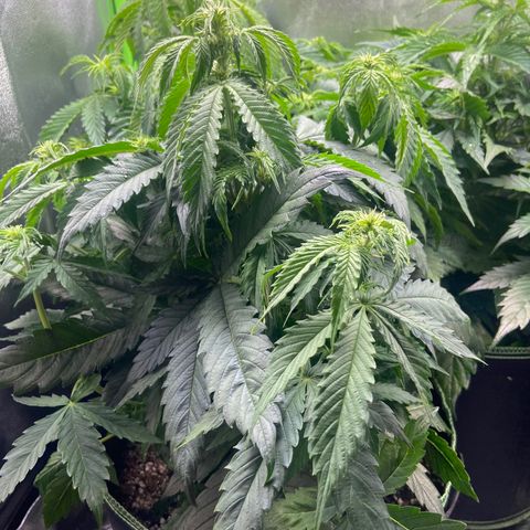 Dream Queen growlog timeline photo