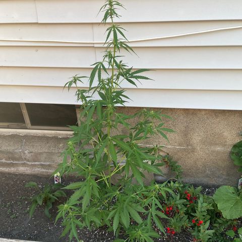 Dream Queen growlog timeline photo