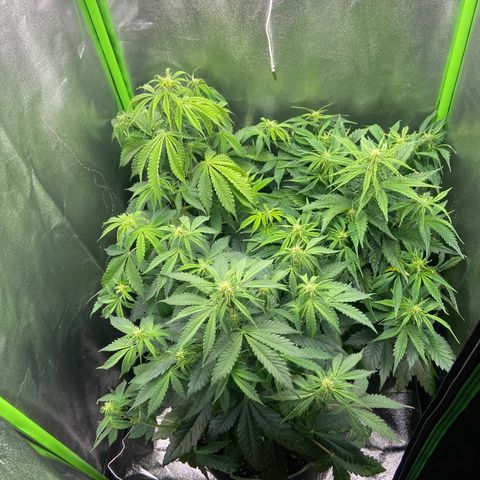 Dream Queen growlog timeline photo